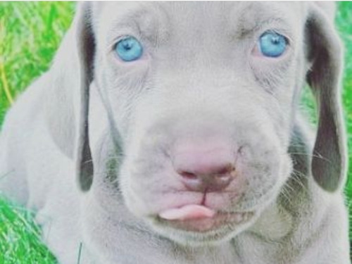 Cachorro Weimaraner Con Papeles 