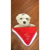 Coleira Bandana Pet Hohoho Natalina Cão Cachorro Natal