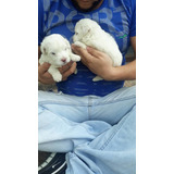 Hermosos French Poodle Tacita Y Minitoy