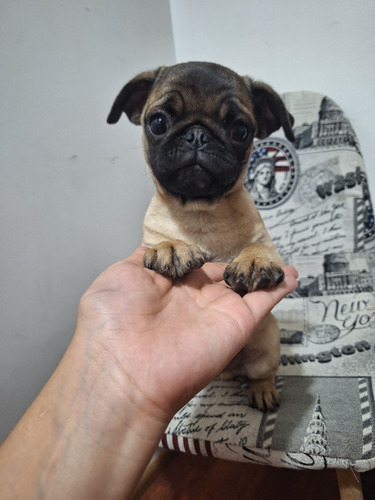 Cachorros Pug De 5 Meses