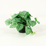 Planta Artificial Decorativa C/ Maceta 40 Cms