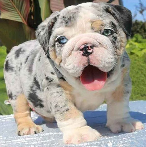 Cachorros Bulldog Ingles Blue Merle Exotic Perros 