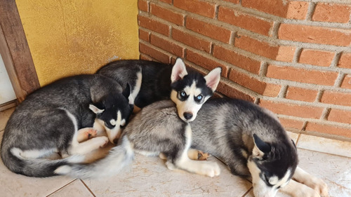 Filhote Husky Siberiano Pedigree 