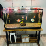 Acuario Completo 