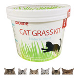 Hierba Gato Pasto Digestivo Kit