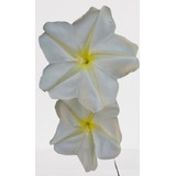 Ipomoea Morning Glory Blanca Manto De La Virgen 20 Semillas