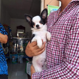 Chihuahua Linea Importada
