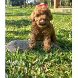 Hembra Poodle Toy Roja 