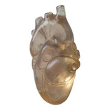 Réplica De Corazón Humano Transparente