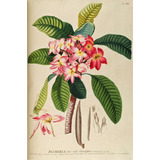 Jazmín Manga, Frangipani - Plumeria Rubra 