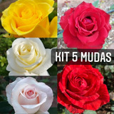 Kit De 05 Mudas De Rosas Sem Espinhos Variadas 