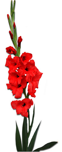 Bulbos-cormos De Gladiola - 30 Bulbos / Calibre 10/12