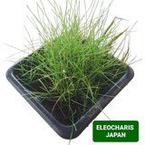 Eleocharis Japan Planta Natural Carpete Aquário Nano Plantad