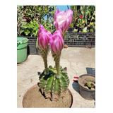 Cactus De Flor Color Rosa