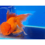 Pez Goldfish Oranda Calidad A - Shangai