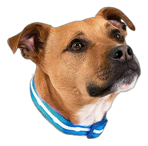 ' Collar De Perro Del Led Usb Recargable Con Seguridad Resis