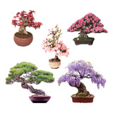 Semillas De Arbol Bonsai 5 Tipos, Semillas De Glicina, Semil