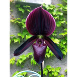 Orquidea Sapatinho - Paphiopedilum Maudiae Red - Muda Adulta