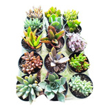 Kit 100 Mudas Plantas Suculenta + Terra Adubada E Potes