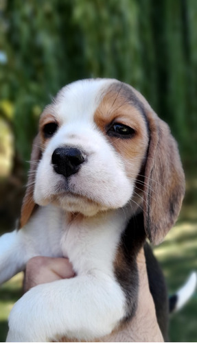 Cachorros Beagles. Calidad Y Sanidad. Fca