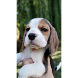 Cachorros Beagles. Calidad Y Sanidad. Fca