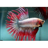 Betta Crowntail Ou Betta Pente, Os Mais Lindos Exemplares 