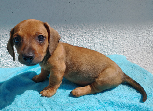 Cachorros Salchicha Mini