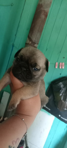 Cachorra Pug