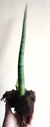 Sansevieria Cylindrica Suculenta De Interior Enraizada