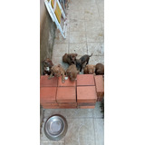 Filhotes De American Pit Bull Terrier