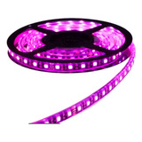 Tira Led 5050 Ip65 Exterior 12v Rollo 5 Mts Color Rosa