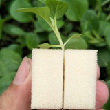 Espuma Pu - Germinacion Y Esqueje 4x4x5cm-30un