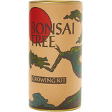 Árbol Bonsai | Arce Japonés | Kit De Cultivo De Semillas | L