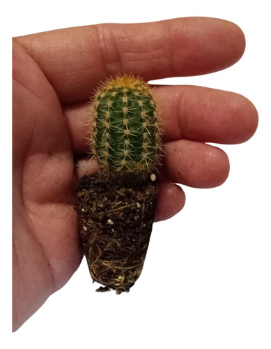 Mini Cactus Y Suculentas A Raiz Desnuda