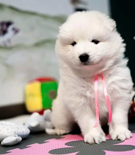 Samoyedo Hermosa Raza