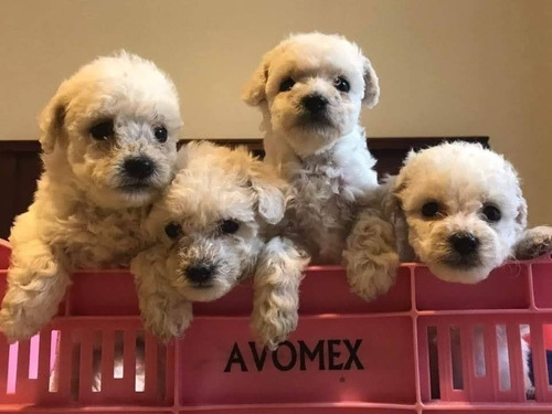 Hermosos Cachorritos Poodle Toy 