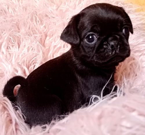 Hermosos Cachorros Pug Mini Negros Y Cervatos 