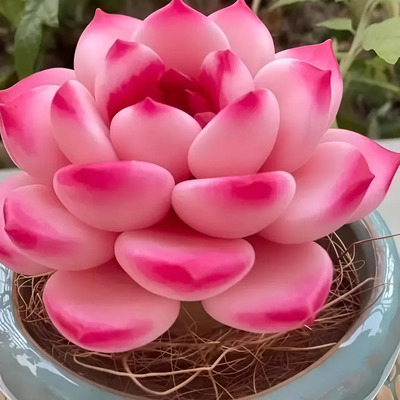 100 Semillas De Flor Suculenta Loto | MercadoLibre
