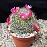 Semillas De Cactus Mammillaria Bocasana Colección Raro