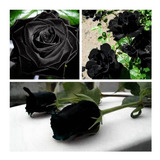 Semillas De Rosas Exoticas Negras 10 Semillas