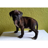 Cachorro Boxer Atigrado 03