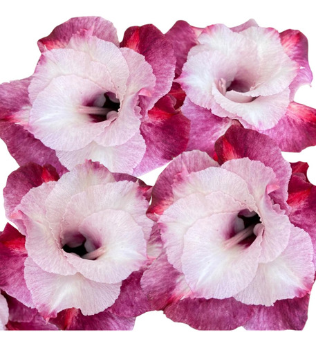 Enxerto Rosa Do Deserto Dobrada Roxa/lilás Versace Florífera