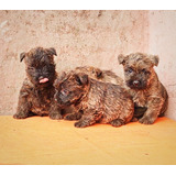 Cachorros Cairn Terrier Machos Con Pedigree