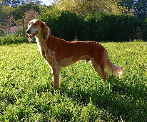 Servicio Galgo Saluki  Puro 100% Cabaña Red Star 