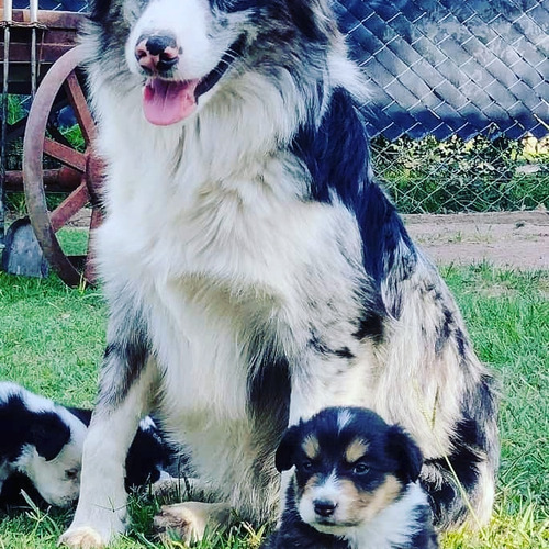 Border Collie Blue Merle Adulto Joven 