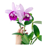 Touceira Orquídea Cattleya Intermedia Muda Adulta Promoção 