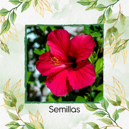 80 Semillas De Flor De Jamaica