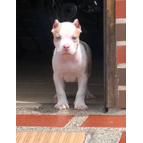 Cachorros American Bully Perro Disponibles