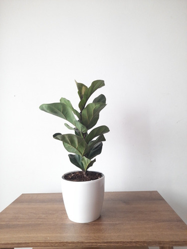 Ficus Lyrata + Macetero Decorativo