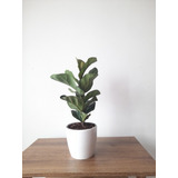 Ficus Lyrata + Macetero Decorativo